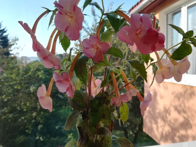Sweet and Sour - Achimenes 2018