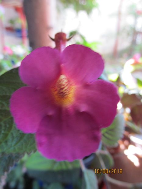 Harry Williams - ACHIMENES 2020 - VANZARI HIBRIZI