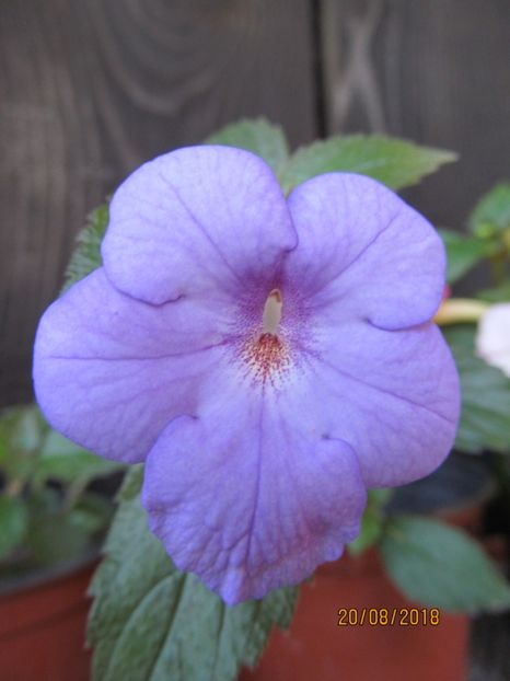  - ACHIMENES 2020 - VANZARI HIBRIZI