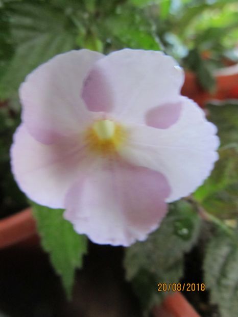 Raluca Saliba - ACHIMENES 2020 - VANZARI HIBRIZI