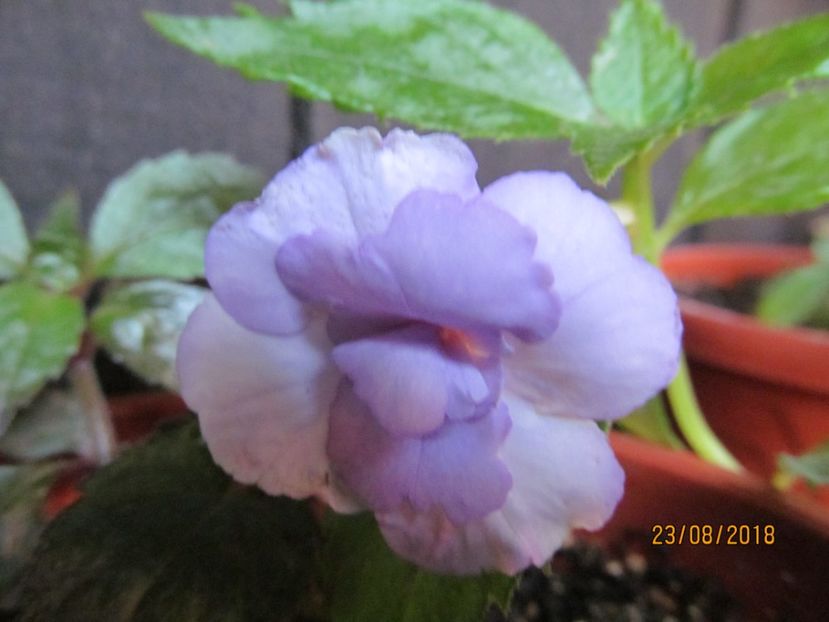 made in heaven - ACHIMENES 2020 - VANZARI HIBRIZI