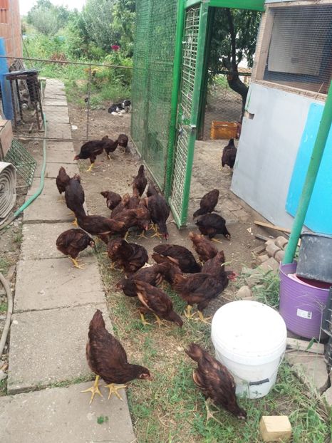  - 6 GAINI RHODE ISLAND