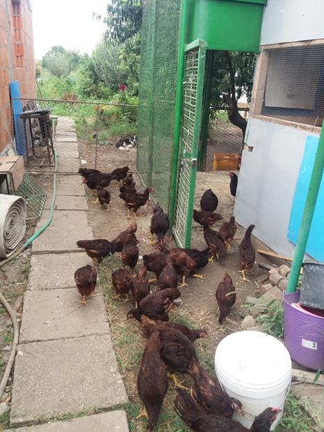  - 6 GAINI RHODE ISLAND