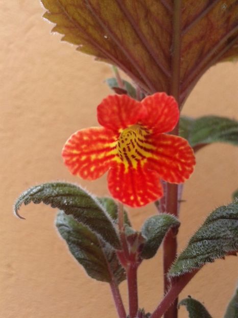 Botanic -V.Coeli - Achimenes și Kohleria 2018