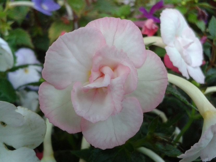 Carpathia - Achimenes și Kohleria 2018