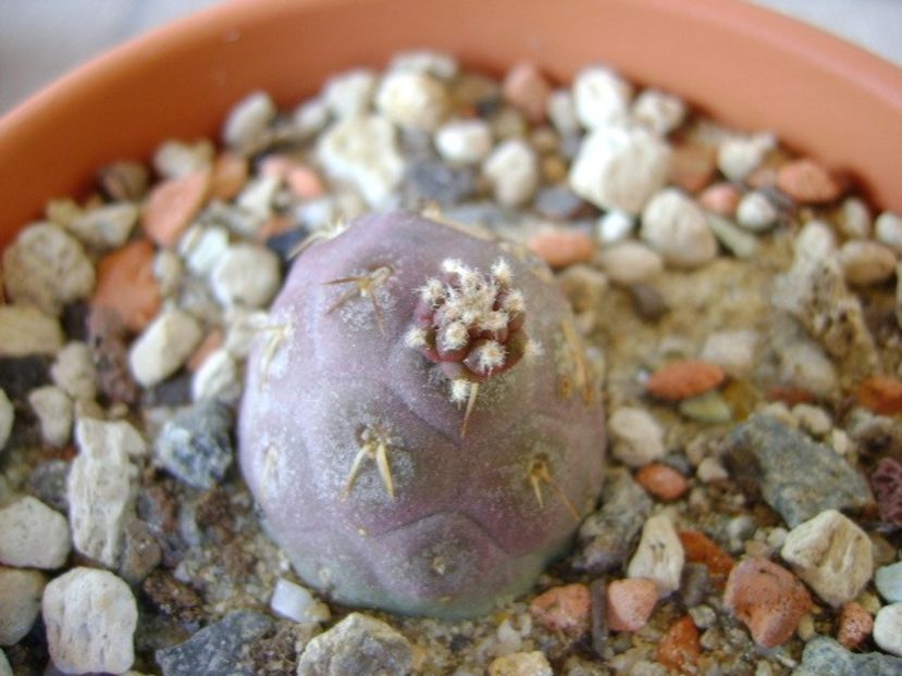 Tephrocactus geometricus - Cactusi 2018 continuare