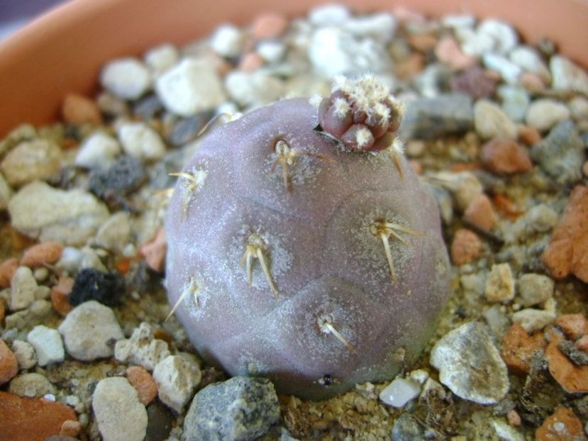 Tephrocactus geometricus - Cactusi 2018 continuare
