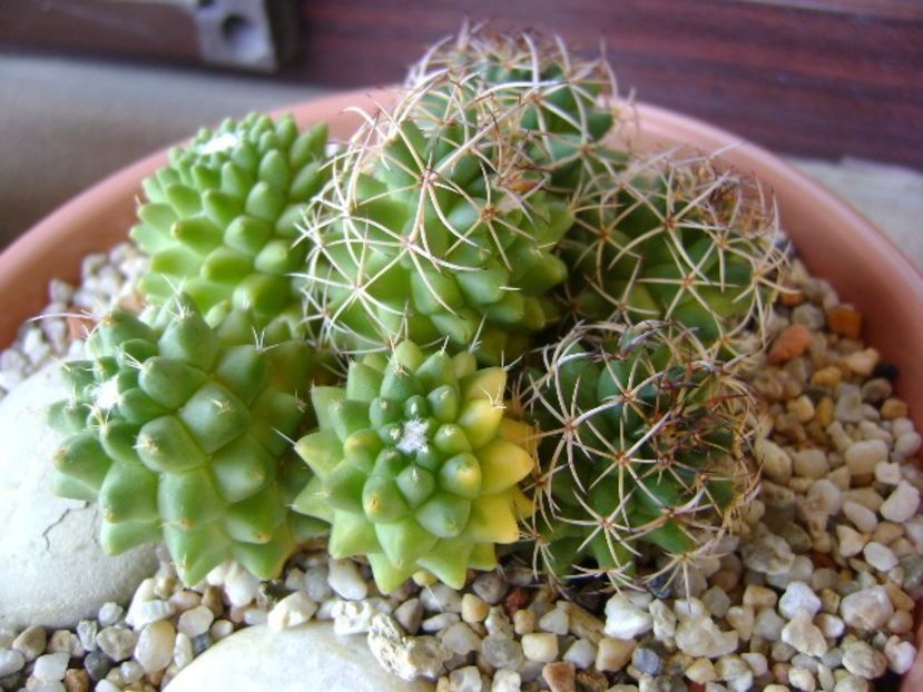 Mammillaria polythele cv. Stachellos & Mammillaria polythele ssp. obconella - Cactusi 2018 continuare