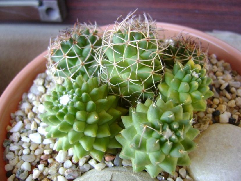 Mammillaria polythele cv. Stachellos & Mammillaria polythele ssp. obconella - Cactusi 2018 continuare