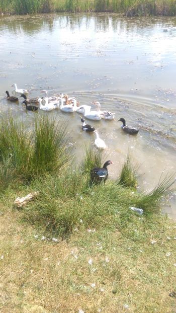  - Ratuste comune bobocei 18 !!