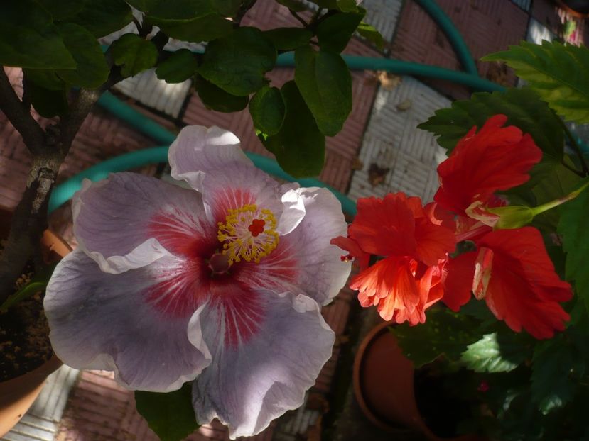 P1390712 - HIBISCUSI 2018-3