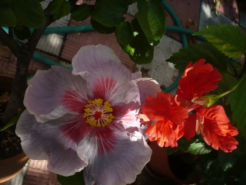 P1390713 - HIBISCUSI 2018-3