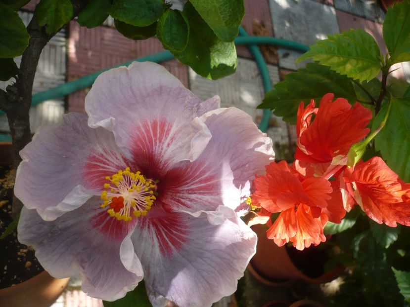 P1390714 - HIBISCUSI 2018-3