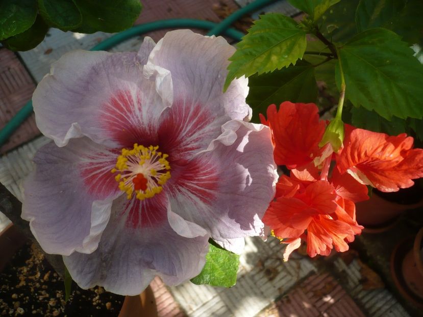 P1390715 - HIBISCUSI 2018-3