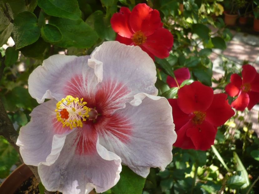 P1390717 - HIBISCUSI 2018-3