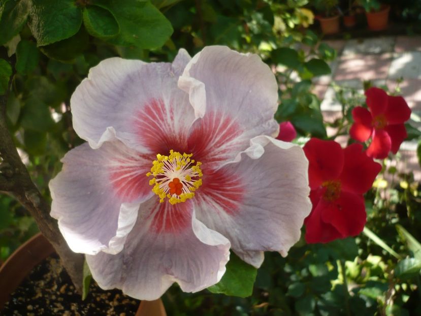 P1390718 - HIBISCUSI 2018-3