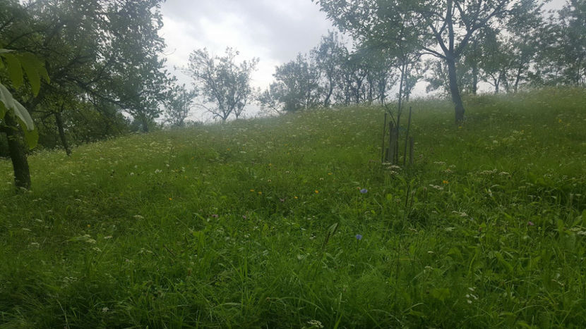  - PRIN GRADINA 2014 -216 - 2017 - 2018 Viata la tara