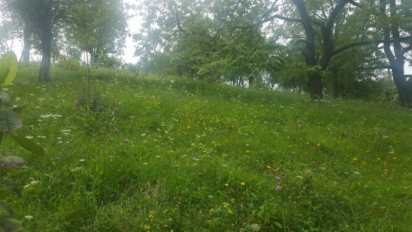  - PRIN GRADINA 2014 -216 - 2017 - 2018 Viata la tara