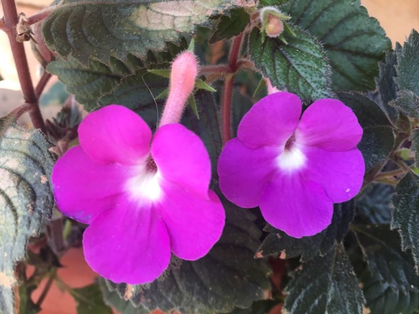 Patens Major - Achimenes 2018