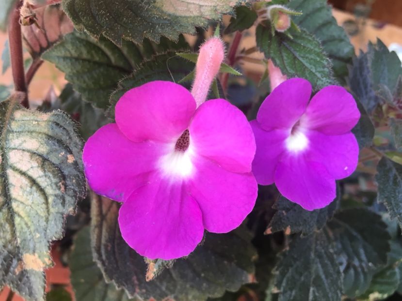 Patens Major - Achimenes 2018