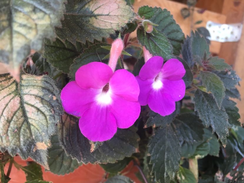 Patens Major - Achimenes 2018