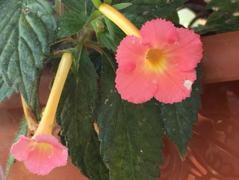 Peach Glow - Achimenes 2018