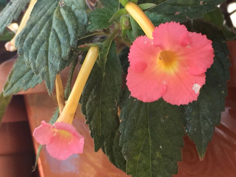 Peach Glow - Achimenes 2018