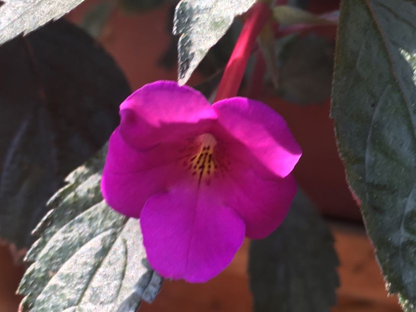 Dazzler - Achimenes 2018