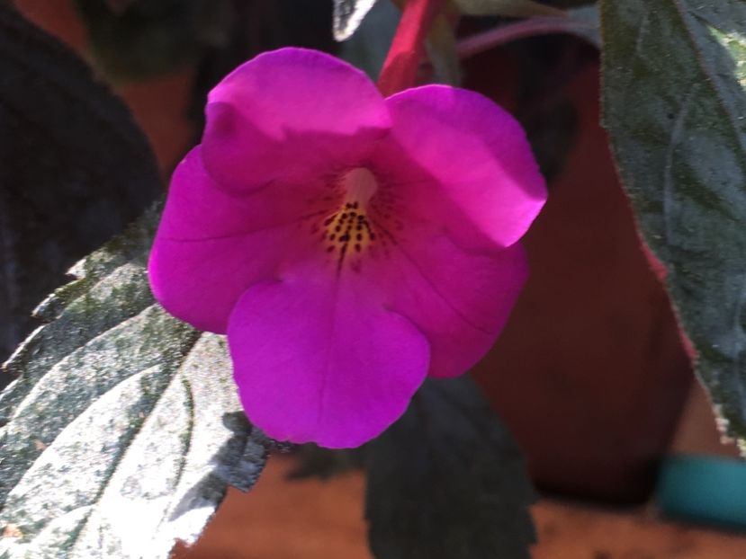 Dazzler - Achimenes 2018