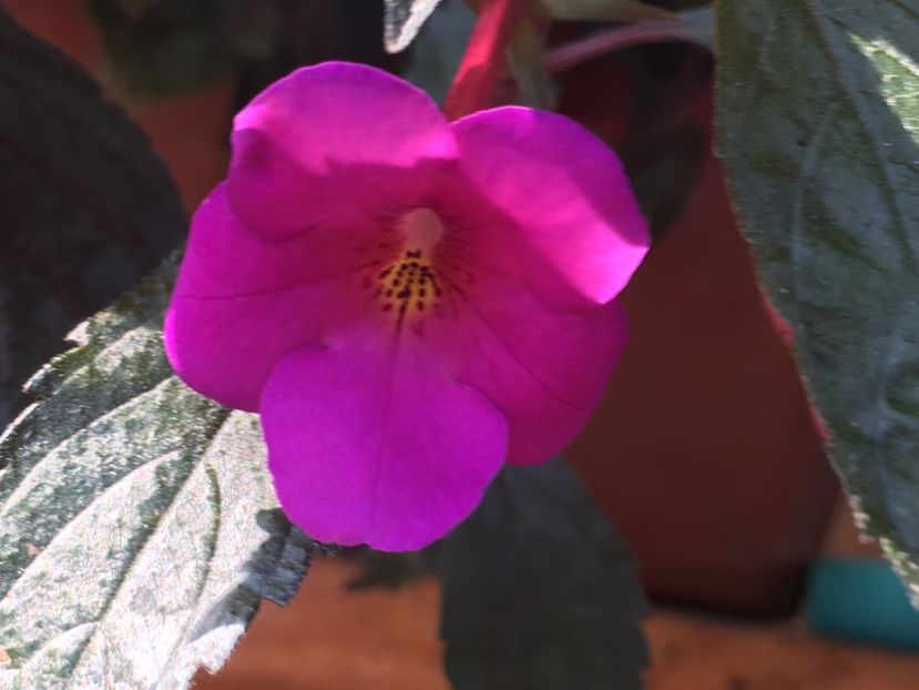 Dazzler - Achimenes 2018