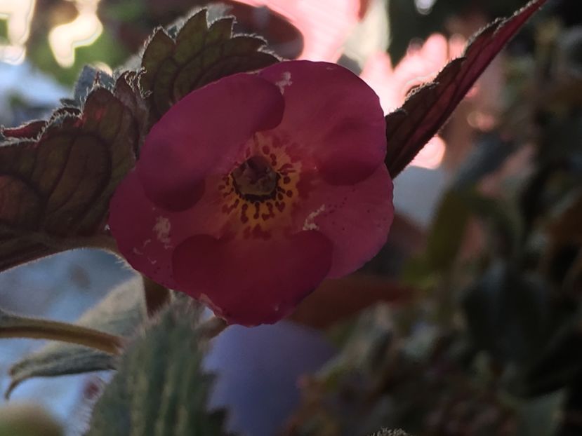 Hard to Get - Achimenes 2018