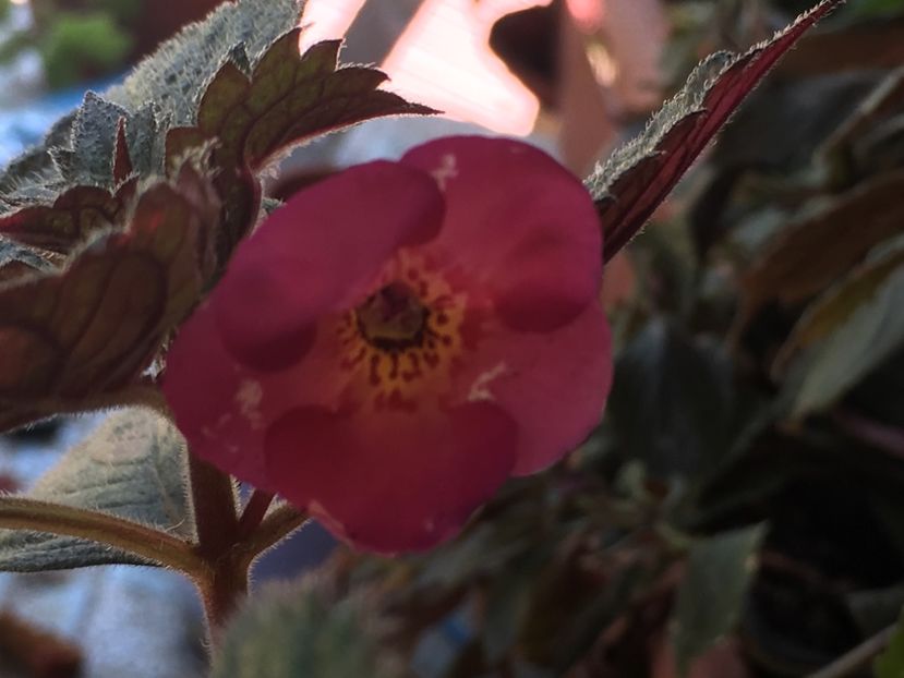 Hard to Get - Achimenes 2018