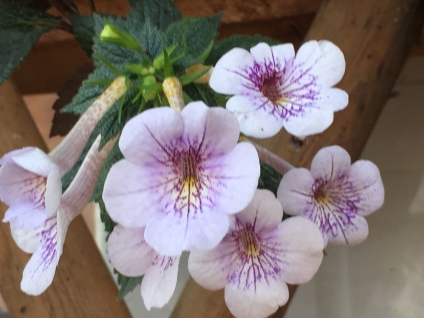 Ambroise Verchaffelt - Achimenes 2018