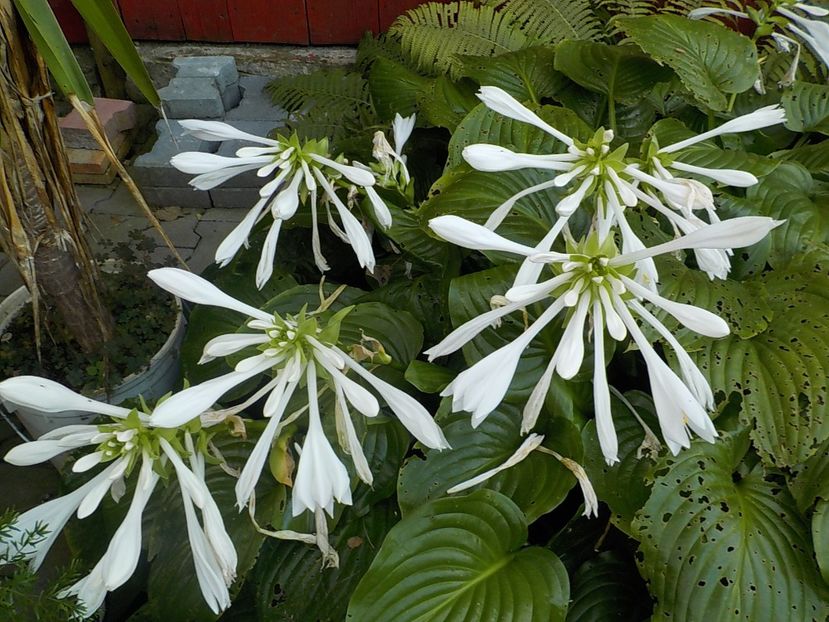  - hosta