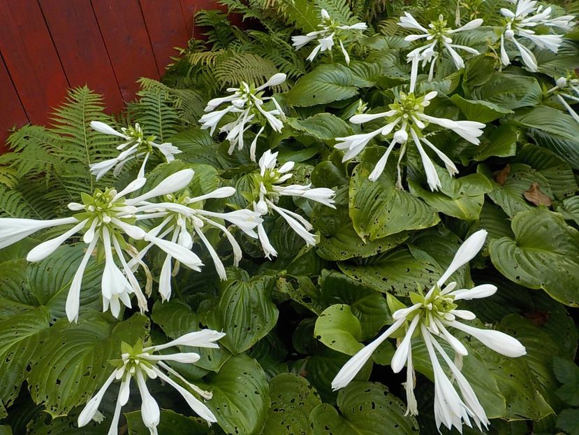  - hosta