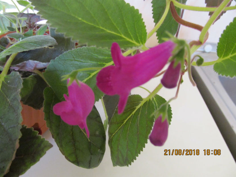  - Smithicodonia Heartland s Joy