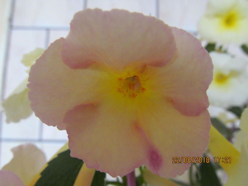  - Yellow English Rose