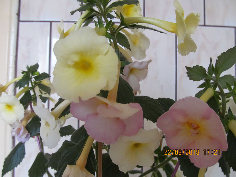 - Yellow English Rose