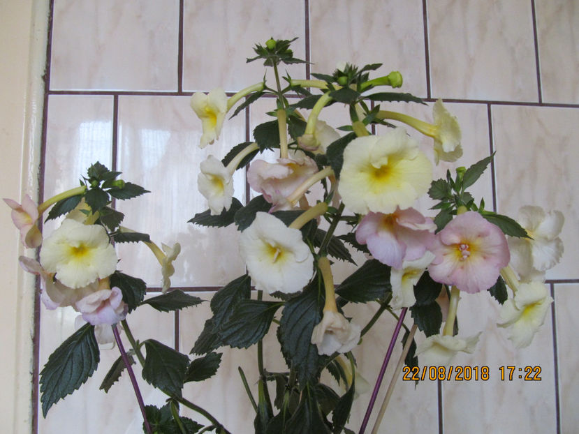  - Yellow English Rose