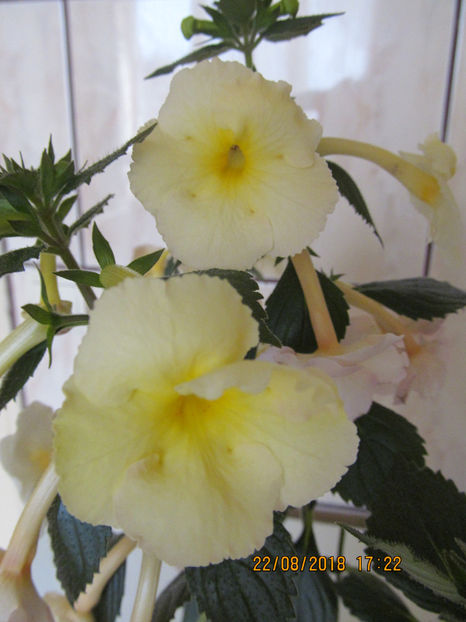  - Yellow English Rose