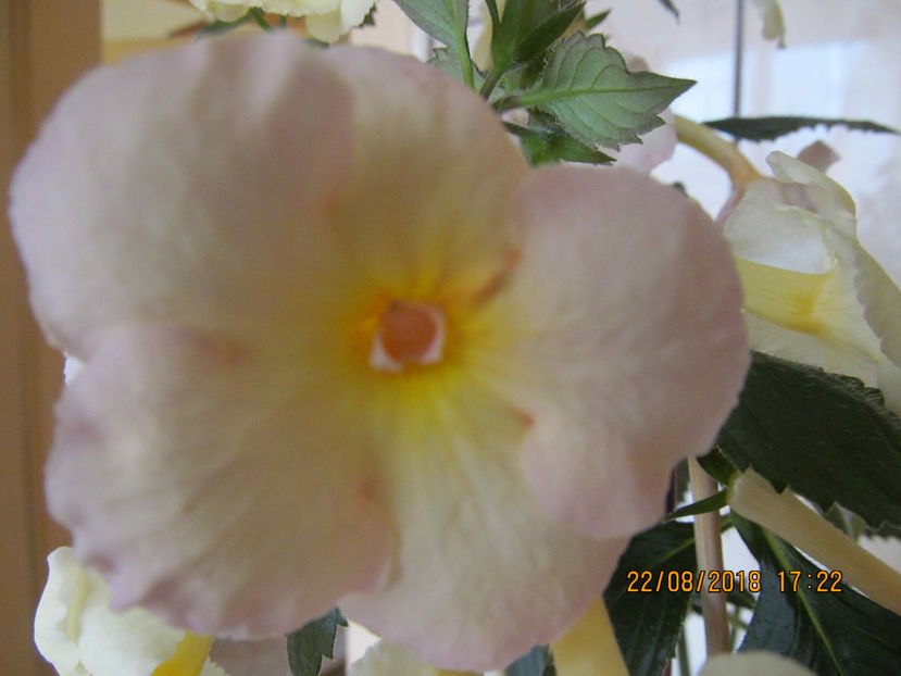  - Yellow English Rose