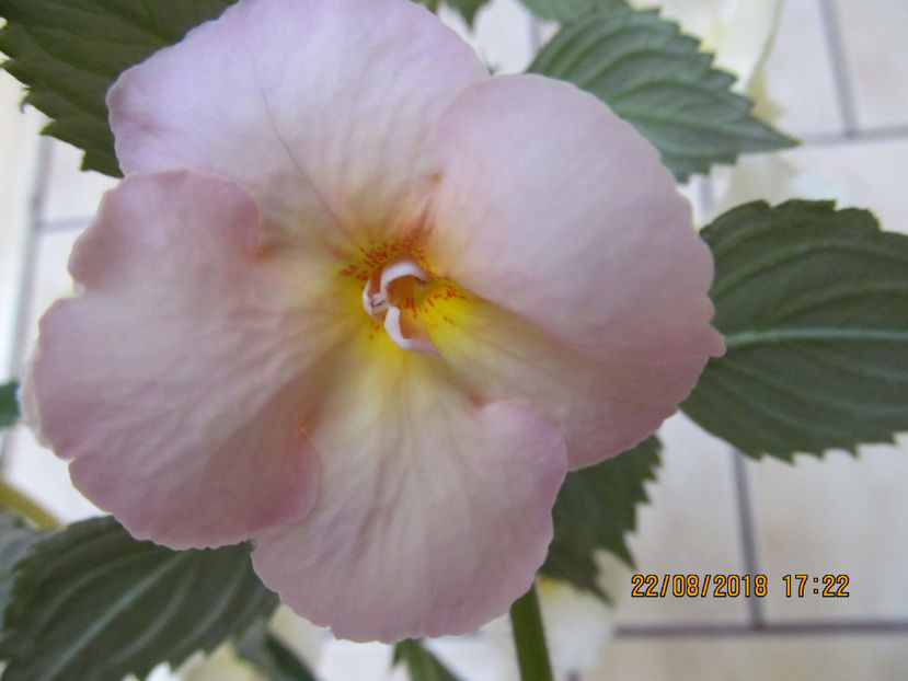  - Yellow English Rose