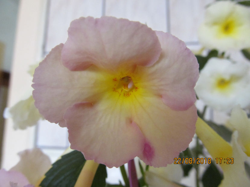  - Yellow English Rose