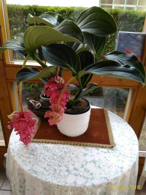 P_20180822_182220_1_p - Medinilla Magnifica Flamenco