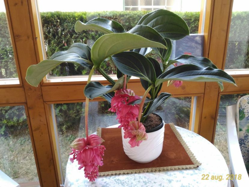 P_20180822_182251_1_p - Medinilla Magnifica Flamenco