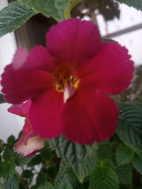Amazing Grace - AAA RIZOMI ACHIMENES DISPONIBILI -2023