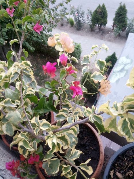  - Bougainvillea