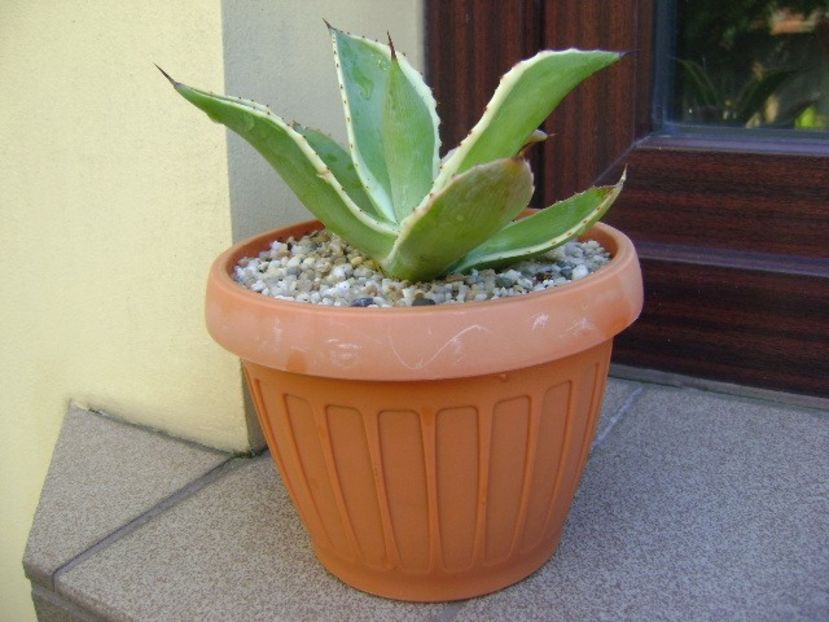 Agave mitis multicolor - Agave si Yucca 2018