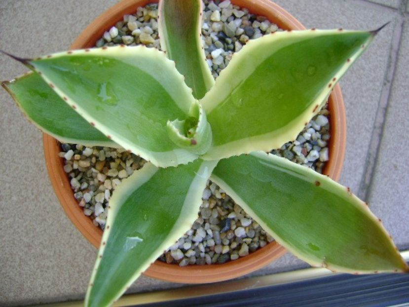 Agave mitis multicolor - Agave si Yucca 2018