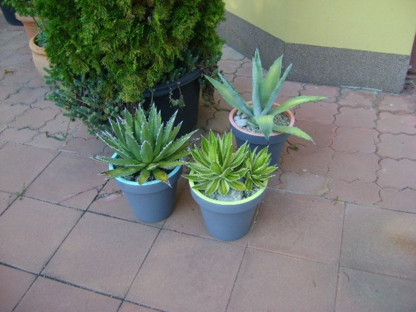 Grup de 3 agave mari - Agave si Yucca 2018